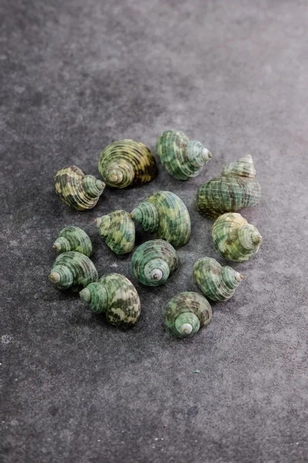 Ракушки декоративные "Улитка", цвет серо-зеленый R-100-3