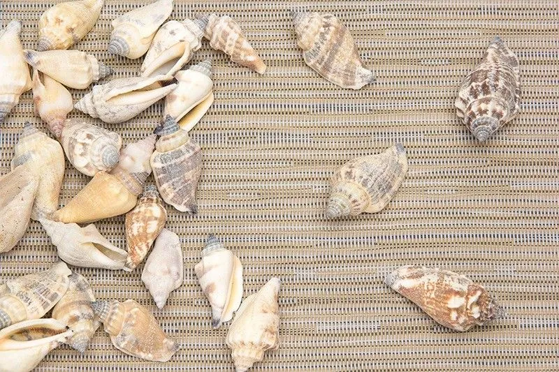 Ракушки декоративные "Дары Аравийское моря...