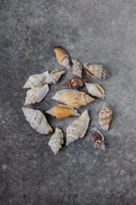 Ракушки декоративные средние, цвет МИКС белый, ...